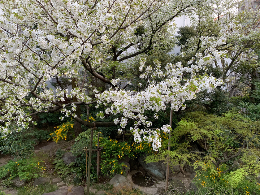 Garden with beautiful cherry blossoms