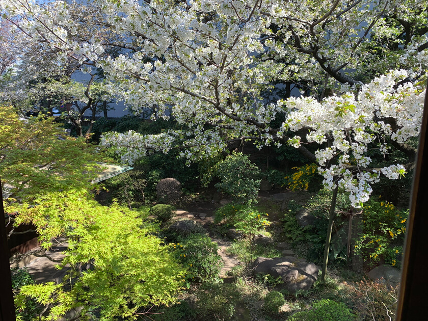天気が良く桜の美しい庭